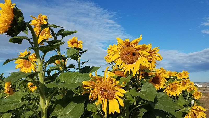 sunflowers